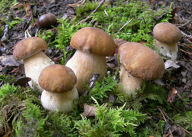 Le  meraviglie della foresta